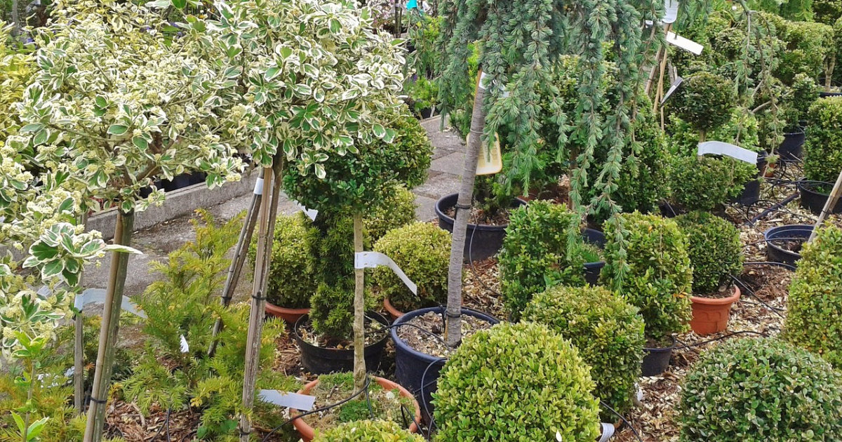 Richtiges Überwintern von Kübelpflanzen: So bringst du deine Pflanzen sicher durch den Winter