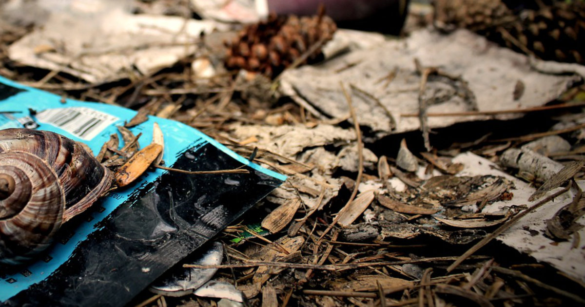 Laub entsorgen und nutzen: So machst du es richtig für einen gesunden Garten