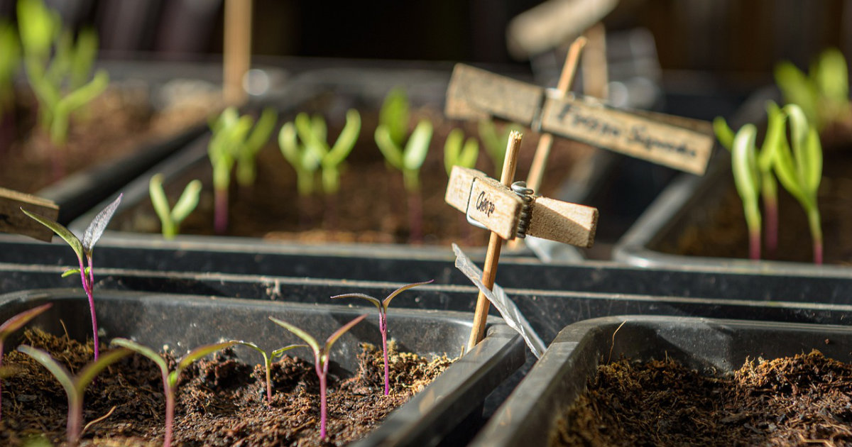 Anzucht von Jungpflanzen: Planung für das Frühjahr – So gelingt die Vorbereitung